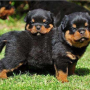 regalo-cachorros-de-rottweiler-bonita-small-0