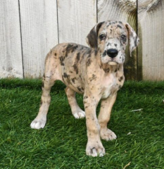 Regalo CACHORROS de gran danés en adopcion