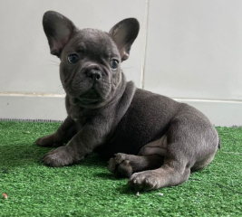 Regalo Cachorros de Bulldog Francés bien entrenados