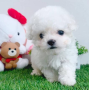 regalo-cachorros-de-bichon-maltes-mini-toy-para-adopcion-small-0