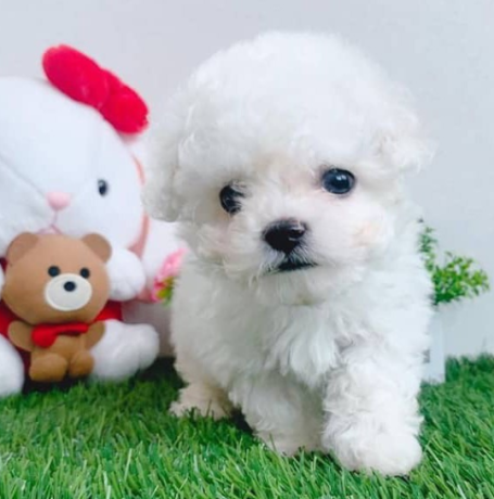 regalo-cachorros-de-bichon-maltes-mini-toy-para-adopcion-big-0