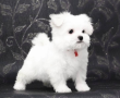 regalo-cachorros-de-bichon-maltes-mini-toy-para-adopcion-small-0