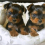 regalo-cachorros-toy-de-yorkshire-terrier-para-adopcion-small-0