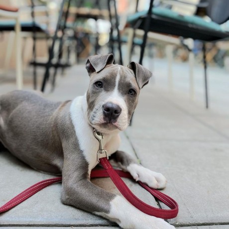 regalo-de-cachorro-amstaff-macho-totti-big-0