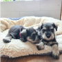 regalo-camada-de-schnauzer-macho-y-hembra-listos-small-0