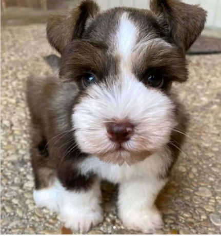 regalo-camada-de-schnauzer-macho-y-hembra-listos-big-0