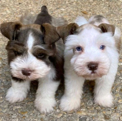 regalo-camada-de-schnauzer-macho-y-hembra-listos-big-0