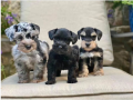 regalo-camada-de-schnauzer-macho-y-hembra-listos-small-0