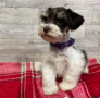 regalo-camada-de-schnauzer-macho-y-hembra-listos-small-0