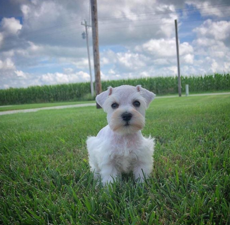 regalo-camada-de-schnauzer-macho-y-hembra-listos-big-0