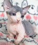 gatitos-sphynx-en-adopcion-small-0