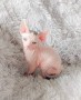 gatitos-sphynx-para-adopocion-small-0