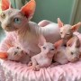 gatitos-sphynx-para-adopocion-small-0