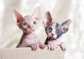 gatitos-sphynx-para-adopocion-small-0