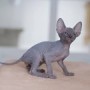 gatitos-sphynx-para-adopocion-small-0