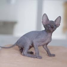 gatitos-sphynx-para-adopocion-big-0