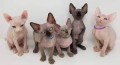 gatitos-sphynx-para-adopocion-small-0