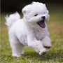 regalo-camada-de-bichon-maltes-mini-toy-para-adopcion-small-0