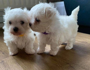 REGALO cachorro de Bichon Maltes Mini Toy Para Adopcion