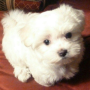 regalo-cachorro-de-bichon-maltes-mini-toy-para-adopcion-small-0