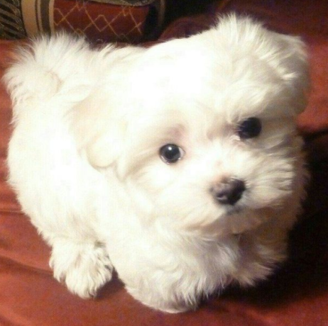 regalo-cachorro-de-bichon-maltes-mini-toy-para-adopcion-big-0