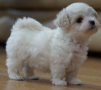 regalo-cachorro-de-bichon-maltes-mini-toy-para-adopcion-small-0