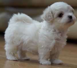 REGALO cachorro de Bichon Maltes Mini Toy Para Adopcion