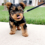 regalo-cachorro-toy-de-yorkshire-terrier-para-adopcion-small-0