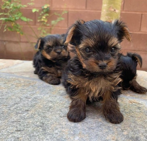 regalo-cachorro-toy-de-yorkshire-terrier-para-adopcion-big-0