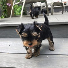 Regalo Cachorro toy, de yorkshire terrier para adopcion