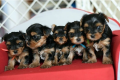 regalo-cachorro-toy-de-yorkshire-terrier-para-adopcion-small-0