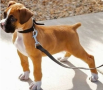 regalo-cachorro-de-boxer-small-0