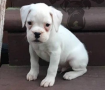 regalo-cachorro-de-boxer-small-0