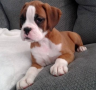 regalo-cachorro-de-boxer-small-0