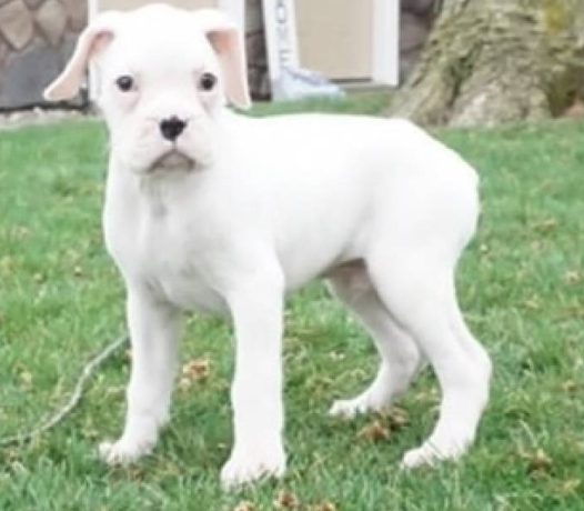 regalo-cachorro-de-boxer-big-0