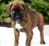 regalo-cachorro-de-boxer-small-0