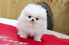 POMERANIA MINI TOY