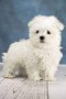 bichon-maltes-small-3