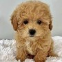 bichon-maltes-small-2