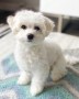 bichon-maltes-small-1