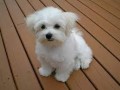 bichon-maltes-small-0