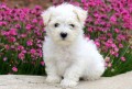 bichon-maltes-small-5