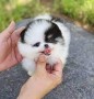 pomerania-mini-small-0