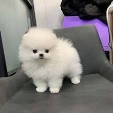 pomerania-mini-big-0