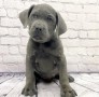 regalo-de-cane-corso-dos-machos-y-dos-hembras-small-0