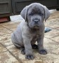 regalo-de-cane-corso-dos-machos-y-dos-hembras-small-1