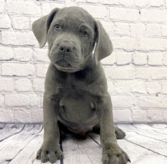 REGALO  de cane corso dos machos y dos hembras