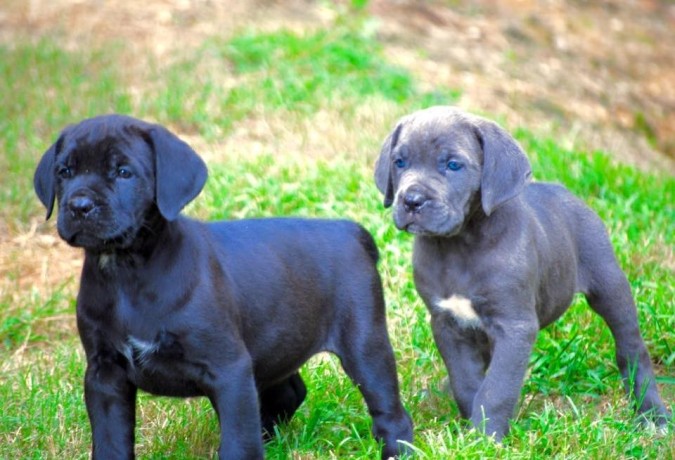 regalo-de-cane-corso-dos-machos-y-dos-hembras-big-2