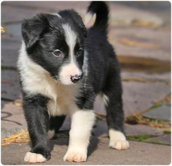 Regalo cachorro de Border collie para adopcion