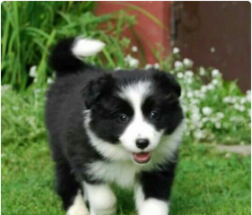 Regalo cachorro de Border collie para adopcion